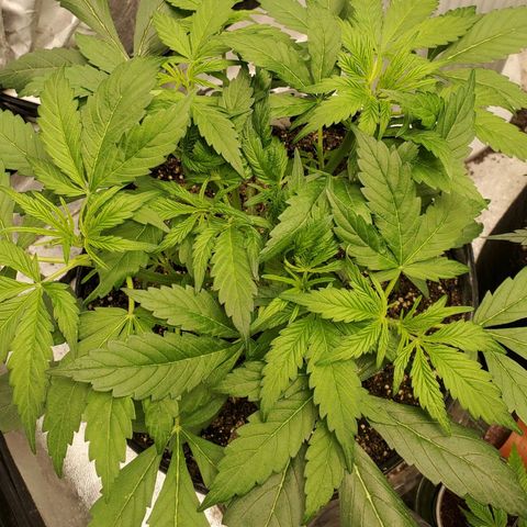 Wedding Cake Auto 1 [3/4] growlog timeline photo