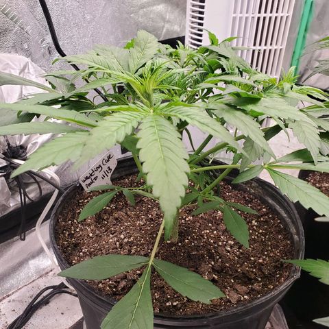 Wedding Cake Auto 1 [3/4] growlog timeline photo