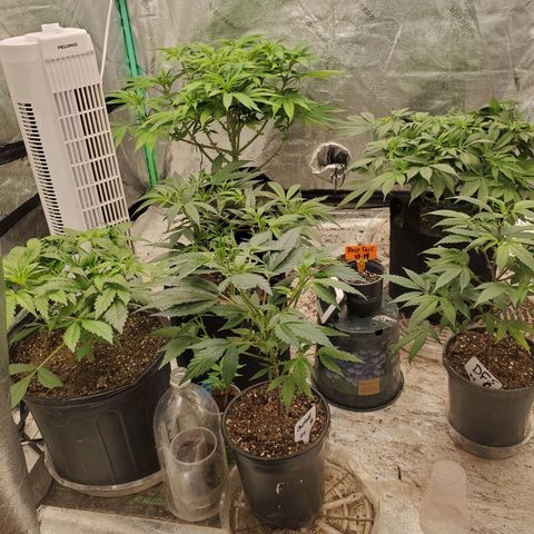 Dragon Mints 4💥 [4/29] growlog timeline photo
