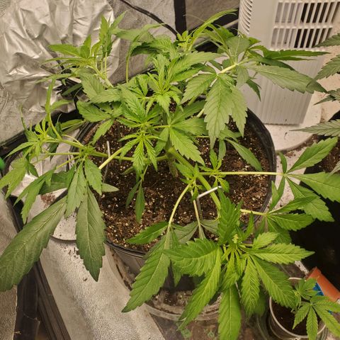 Wedding Cake Auto 1 [3/4] growlog photo: After LST