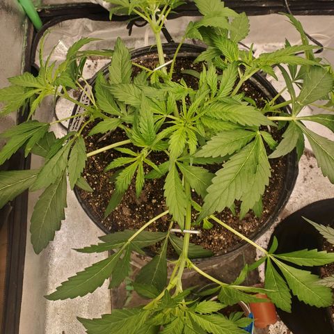 Wedding Cake Auto 1 [3/4] growlog photo: After LST