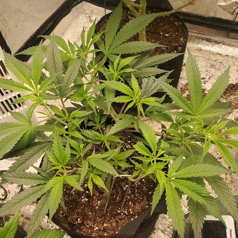 Scooby Snacks 1i 🐕 [4/15] growlog timeline photo