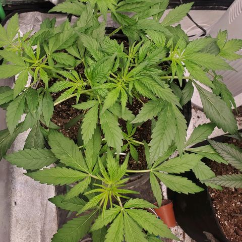 Wedding Cake Auto 1 [3/4] growlog photo: 5 hours after LST.