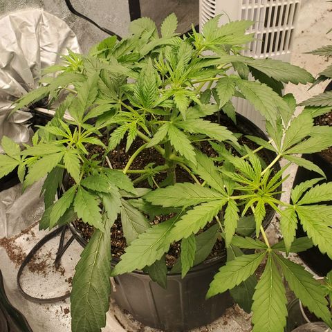 Wedding Cake Auto 1 [3/4] growlog photo: 5 hours after LST.