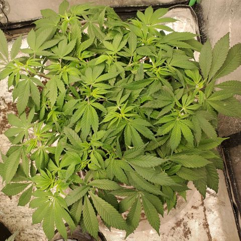 Dragon Mints 4💥 [4/29] growlog timeline photo