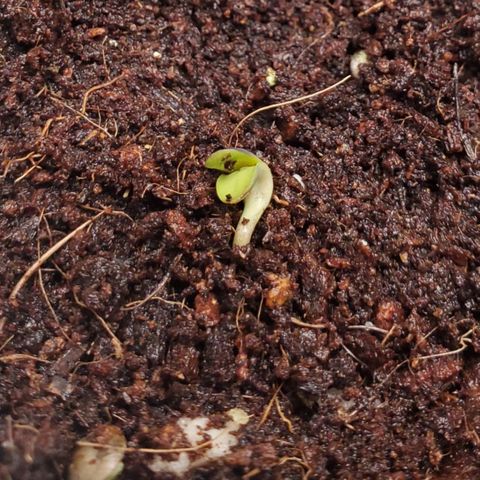 Vanilla Drip 1🍦 [6/24] growlog timeline photo
