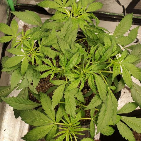 Wedding Cake Auto 1 [3/4] growlog timeline photo
