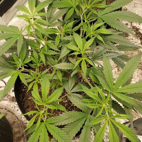 Scooby Snacks 1i 🐕 [4/15] growlog timeline photo