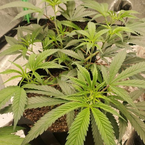 Scooby Snacks 1i 🐕 [4/15] growlog timeline photo