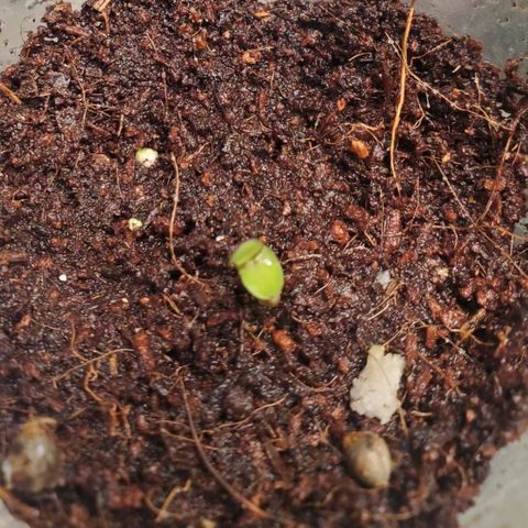 Vanilla Drip 1🍦 [6/24] growlog timeline photo