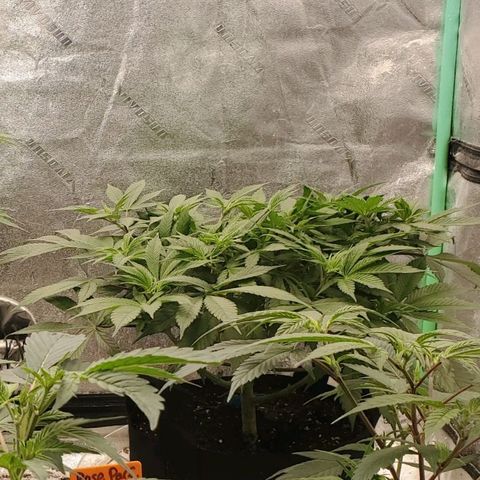 Dragon Mints 4💥 [4/29] growlog timeline photo