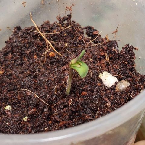 Vanilla Drip 1🍦 [6/24] growlog timeline photo