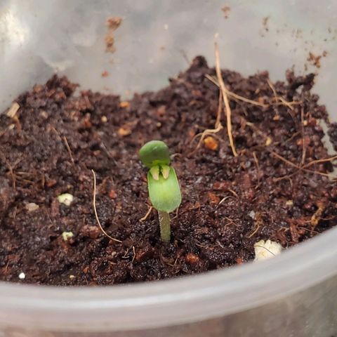 Vanilla Drip 1🍦 [6/24] growlog timeline photo