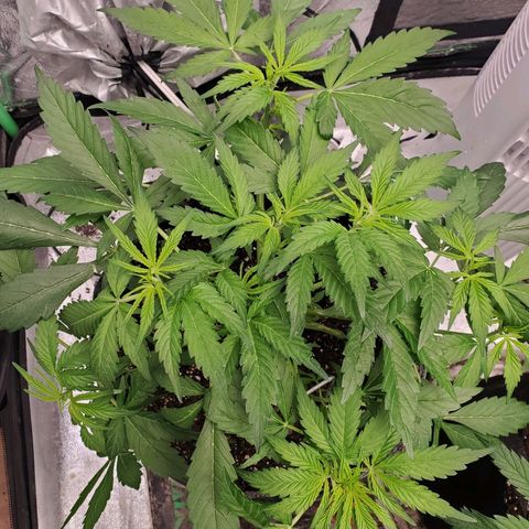 Wedding Cake Auto 1 [3/4] growlog timeline photo