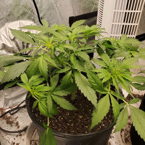 Wedding Cake Auto 1 [3/4] growlog timeline photo