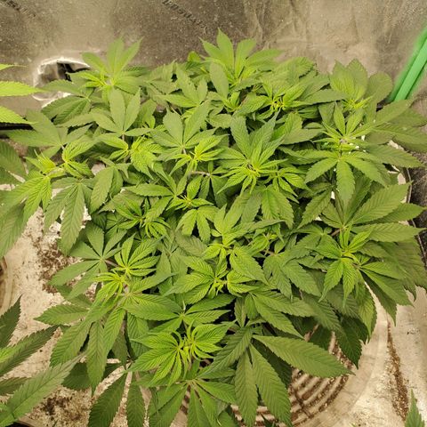 Dragon Mints 4💥 [4/29] growlog timeline photo