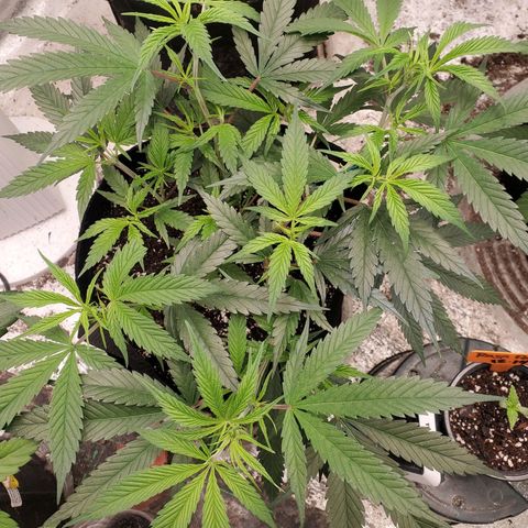 Scooby Snacks 1i 🐕 [4/15] growlog timeline photo