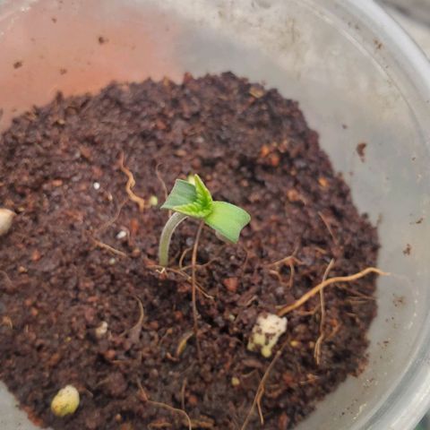 Vanilla Drip 1🍦 [6/24] growlog timeline photo