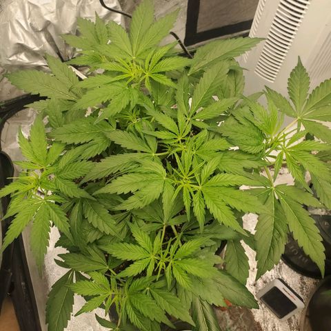 Wedding Cake Auto 1 [3/4] growlog timeline photo