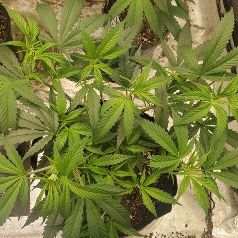 Scooby Snacks 1i 🐕 [4/15] growlog timeline photo