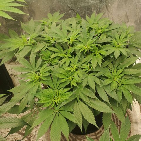 Dragon Mints 4💥 [4/29] growlog timeline photo