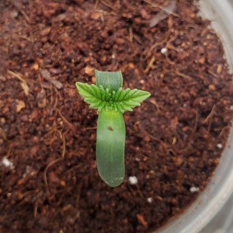 Vanilla Drip 1🍦 [6/24] growlog timeline photo