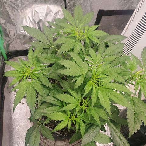 Wedding Cake Auto 1 [3/4] growlog timeline photo