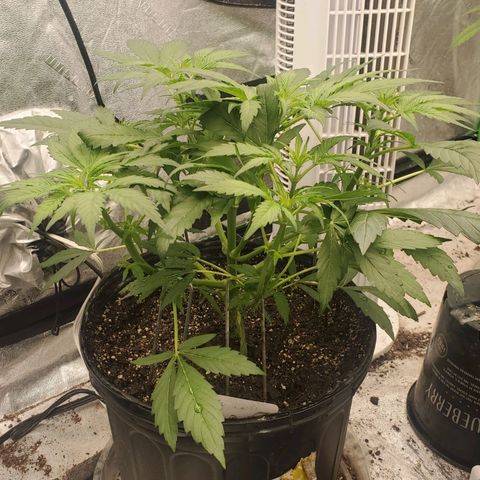 Wedding Cake Auto 1 [3/4] growlog timeline photo