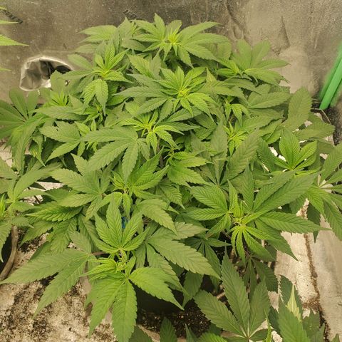Dragon Mints 4💥 [4/29] growlog timeline photo