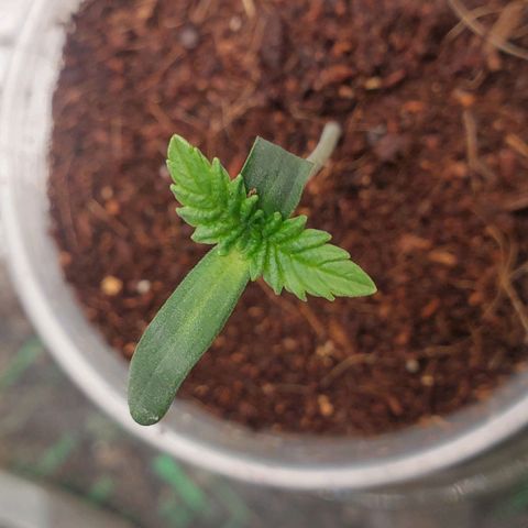 Vanilla Drip 1🍦 [6/24] growlog timeline photo