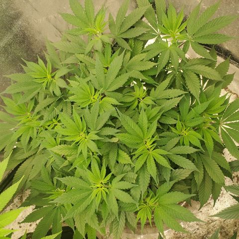 Dragon Mints 4💥 [4/29] growlog timeline photo