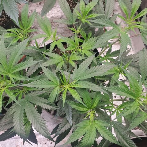 Scooby Snacks 1i 🐕 [4/15] growlog timeline photo