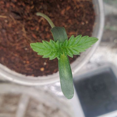 Vanilla Drip 1🍦 [6/24] growlog timeline photo