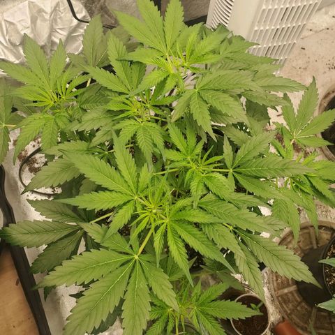 Wedding Cake Auto 1 [3/4] growlog timeline photo