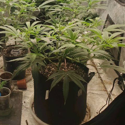 Scooby Snacks 1i 🐕 [4/15] growlog timeline photo