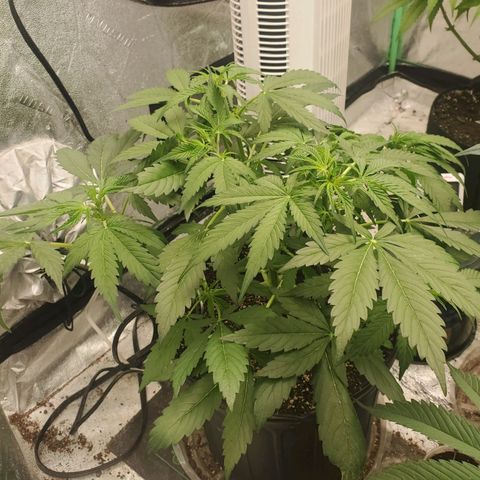 Wedding Cake Auto 1 [3/4] growlog timeline photo