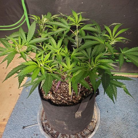 Scooby Snacks 1i 🐕 [4/15] growlog timeline photo