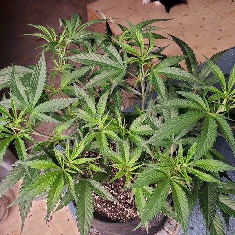 Scooby Snacks 1i 🐕 [4/15] growlog timeline photo