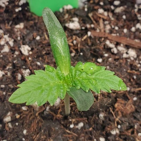 Vanilla Drip 1🍦 [6/24] growlog timeline photo