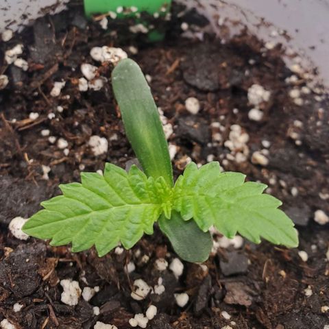 Vanilla Drip 1🍦 [6/24] growlog timeline photo