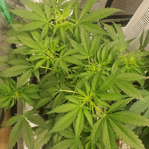 Wedding Cake Auto 1 [3/4] growlog timeline photo