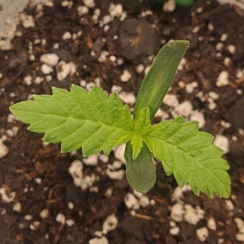 Vanilla Drip 1🍦 [6/24] growlog timeline photo