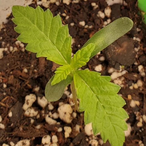 Vanilla Drip 1🍦 [6/24] growlog timeline photo