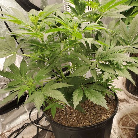 Wedding Cake Auto 1 [3/4] growlog timeline photo