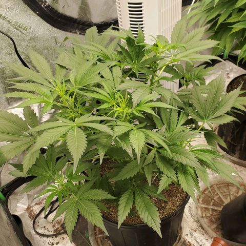 Wedding Cake Auto 1 [3/4] growlog timeline photo