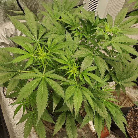 Wedding Cake Auto 1 [3/4] growlog timeline photo