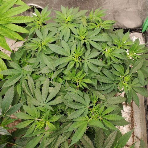 Dragon Mints 4💥 [4/29] growlog timeline photo