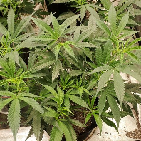 Scooby Snacks 1i 🐕 [4/15] growlog timeline photo