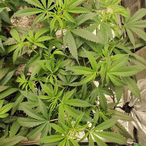 Scooby Snacks 1i 🐕 [4/15] growlog timeline photo