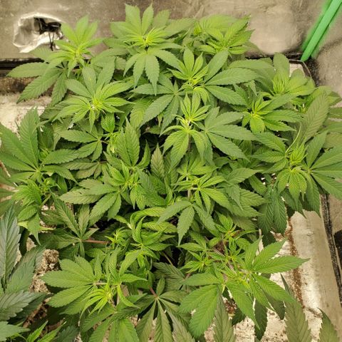 Dragon Mints 4💥 [4/29] growlog timeline photo